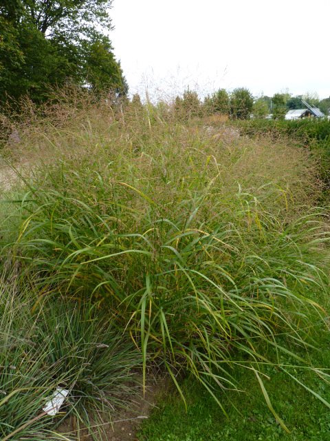 Panicum virgatum 'Giganteum'
